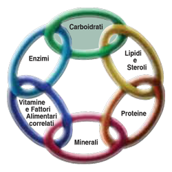 La catena della vita: i carboidrati