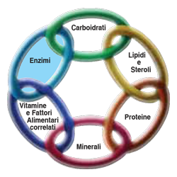 La catena della vita: gli enzimi