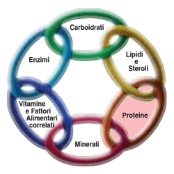 La catena della vita: le proteine