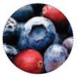 Frutti di bosco e uvetta nella barretta energetica proteica NeoLife Bar di GNLD
