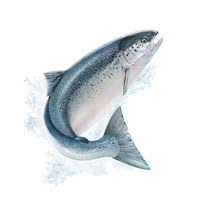 pro vitality + NeoLife omega-3 salmon oil plus NeoLife integratore omega-3 da puro olio pesce selvatico